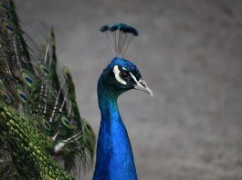peacock