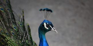 peacock