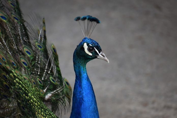 peacock peacock