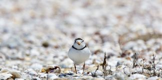 piping plover