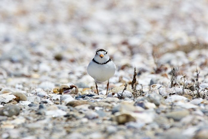 piping plover piping plover