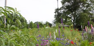 Plants growing in a pollinator garden.