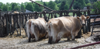 cows standing in manure