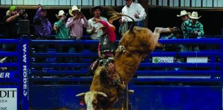 A bull bucking in an arena.