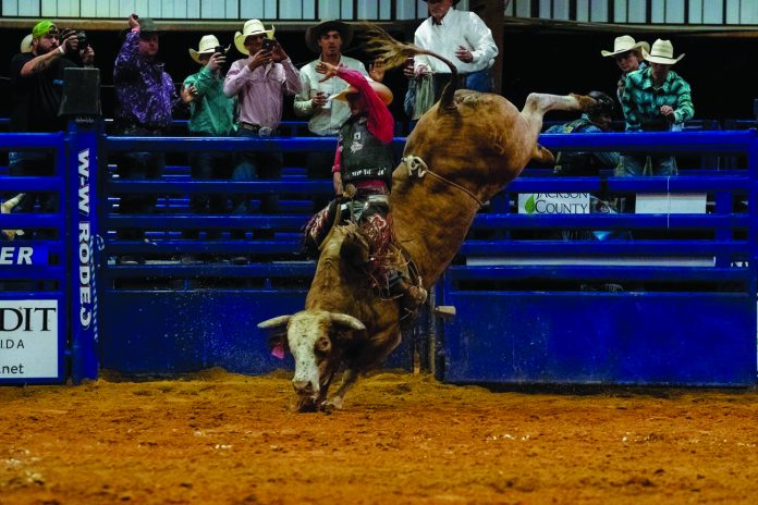 7-08 champion_bull.2 A bull bucking in an arena.
