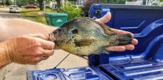 bluegill
