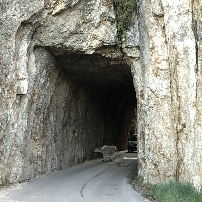 Needles Highway Needles Highway