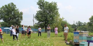 people looking at bee hives