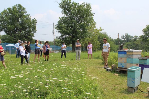 people looking at bee hives