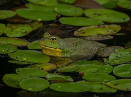 American bullfrog