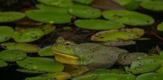 American bullfrog
