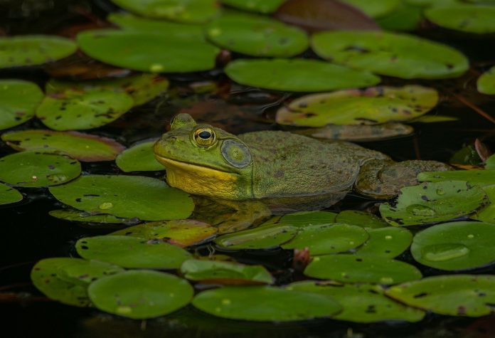 American bullfrog American bullfrog