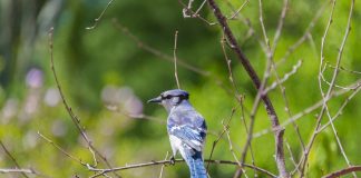 blue jay