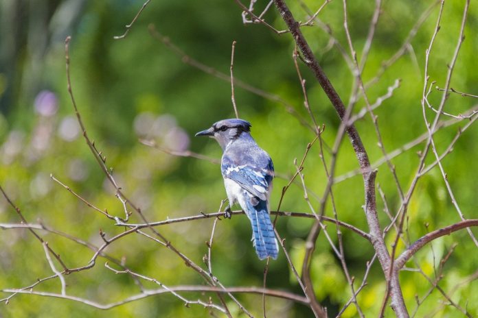 blue jay blue jay
