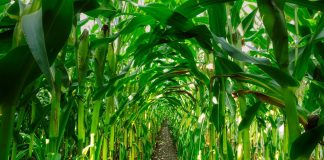 corn