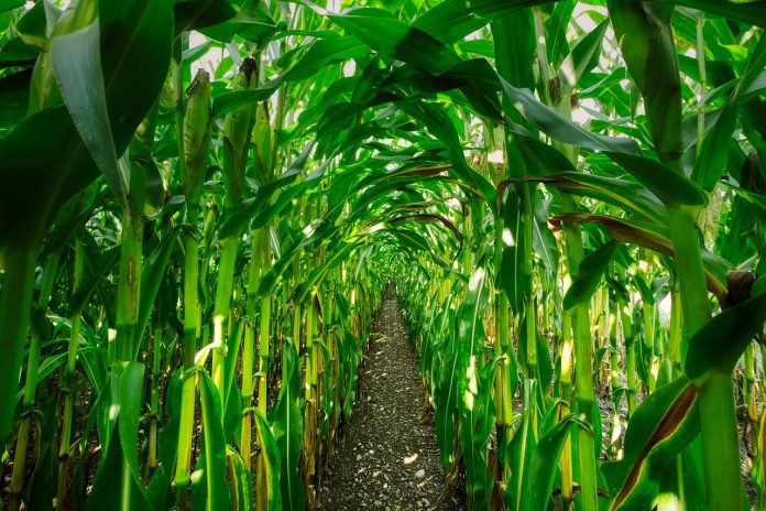 corn corn