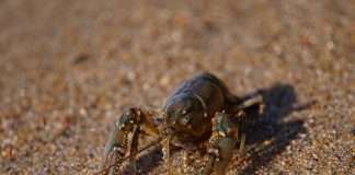 crayfish