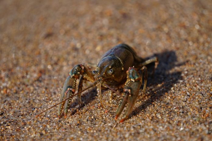 crayfish crayfish