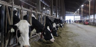 Cows looking out into the aisle of the barn at RMD Dairy, in RIttman, Ohio.