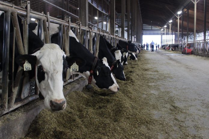 dairy_twilight_tour_1 Cows looking out into the aisle of the barn at RMD Dairy, in RIttman, Ohio.