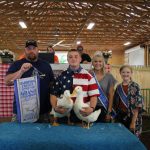 Grand champion ducks.