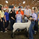 Grand champion lamb