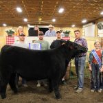 Grand champion steer