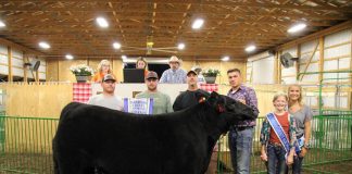 Grand champion steer