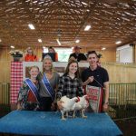 Reserve champion chickens