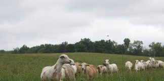 Katahdin sheep in a pasture