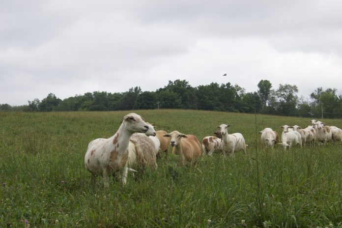 ofgc_field_day_4 Katahdin sheep in a pasture