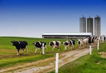 Heading for the exit slowly dairy cattle