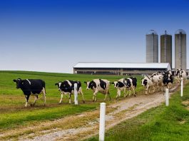 dairy cattle