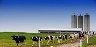 dairy cattle