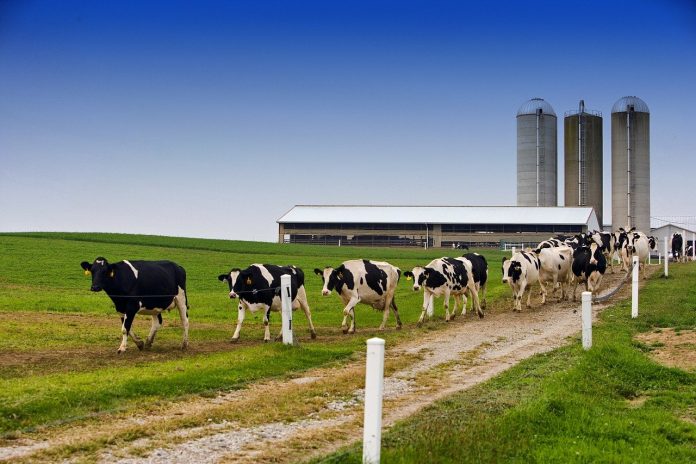 dairy cattle dairy cattle