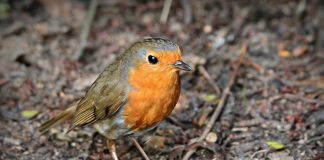 robin