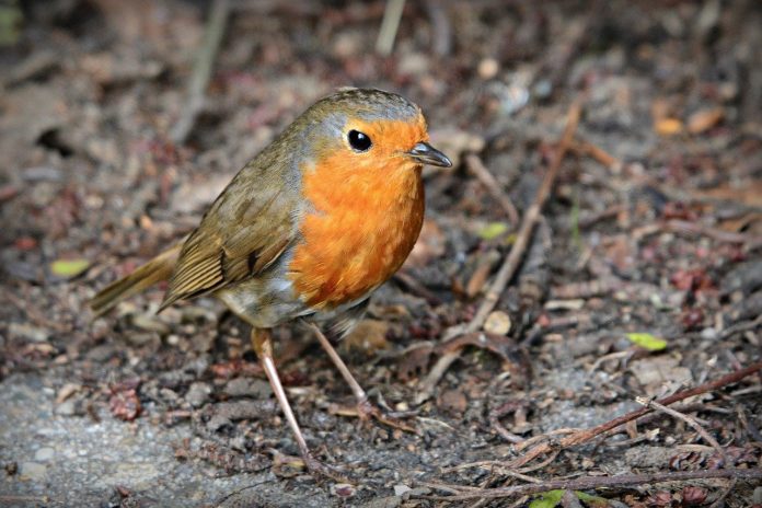 robin robin