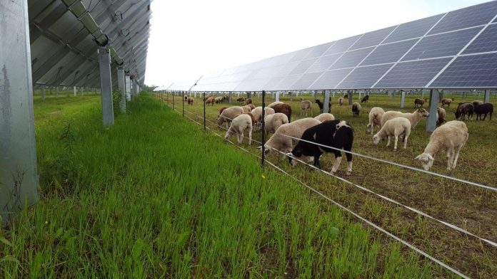 solar-grazing-1 sheep grazing among solar panels