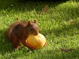 squirrel