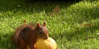 squirrel