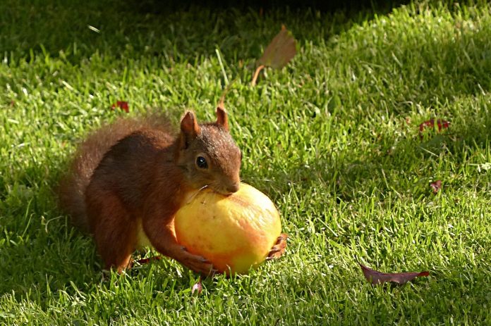 squirrel squirrel