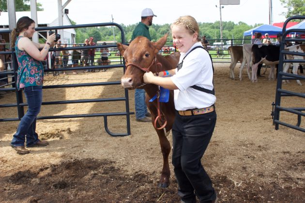 A girl walks her dairy heifer out of a show ring at a fair.