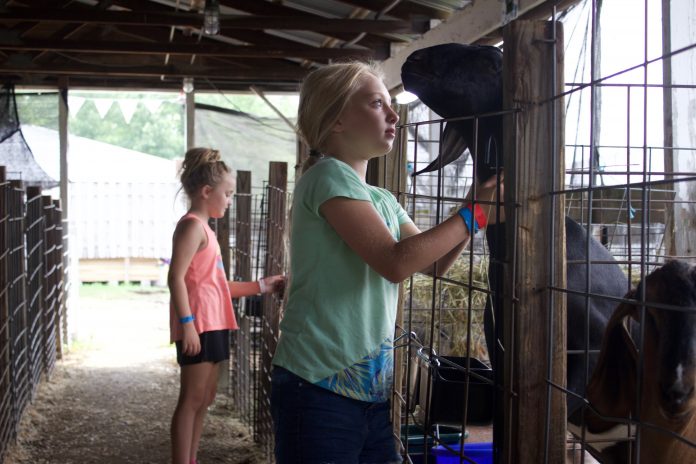 trumbull_fair_3 Two girls pet goats at a fair.