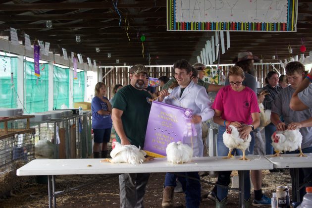 Kids show market chickens at a fair.
