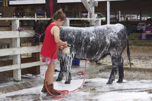 A girl washes a beef steer at a fair.
