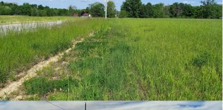 pasture