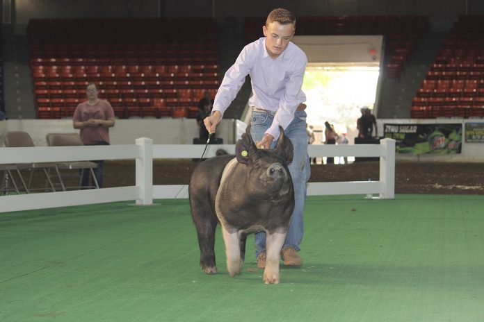 Grand Champion Market Barrow Grand Champion Market Barrow