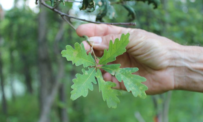 cicada-damaged oak leaves