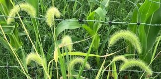 giant foxtail