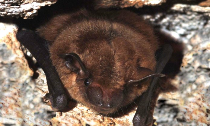 Little brown bat Little brown bat